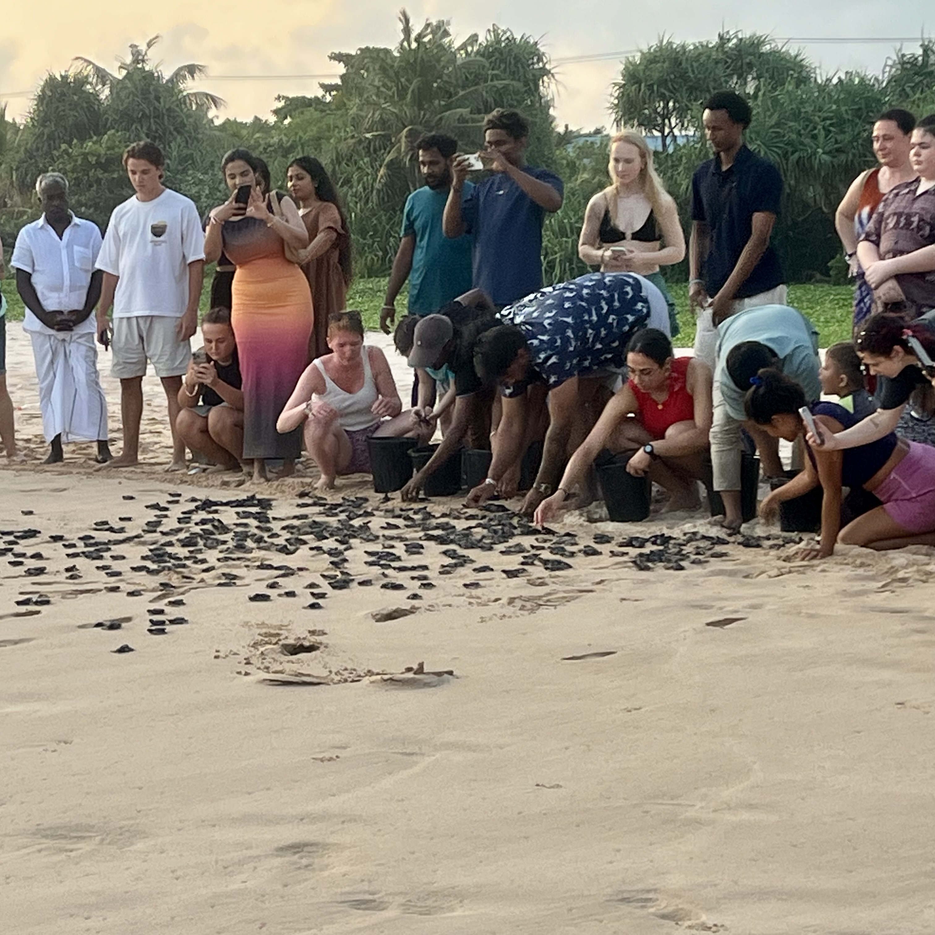 Turtle hatchling release on the beach